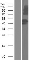 HEATR7A (MROH1) Human Over-expression Lysates NM_001099281