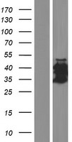 ls728082 ct47a3 human over expression lysates nm 001080144 wb testing 1