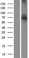 ls728343 nxf2b human over expression lysates nm 001099686 wb testing 1