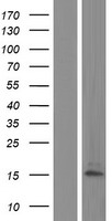 alpha Defensin 1 (DEFA1B) Human Over-expression Lysates NM_001042500