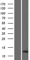 ls728392 loc728392 human over expression lysates nm 001162371 wb testing 1