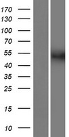 ls728430 fam90a20p human over expression lysates nm 001164453 wb testing 1