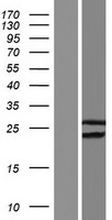 DNLZ Human Over-expression Lysates NM_001080849