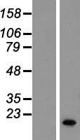 ls728492 small edrk rich factor 1 serf1b human over expression lysates nm 022978 wb testing 1
