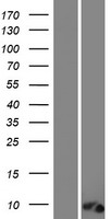 ls728568 c12orf73 human over expression lysates nm 001135570 wb testing 1