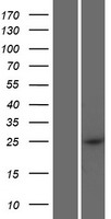 ls728591 ccdc169 human over expression lysates nm 001144981 wb testing 1