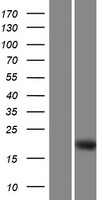 ls728656 dmrtc1 dmrtc1b human over expression lysates nm 001080851 wb testing 1