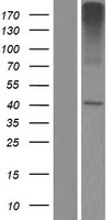 ls728661 slc35e2b human over expression lysates nm 001110781 wb testing 1