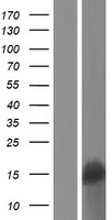 ls728712 spanxa2 human over expression lysates nm 145662 wb testing 1