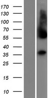 C1GALT1C1L Human Over-expression Lysates NM_001101330