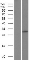 ls728858 c12orf71 human over expression lysates nm 001080406 wb testing 1