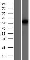 ELOA3B Human Over-expression Lysates NM_001100817