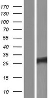 ls729020 rpel1 human over expression lysates nm 001143909 wb testing 1