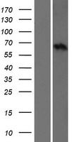 SLC15A5 Human Over-expression Lysates NM_001170798