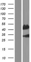 ls729233 prr20b human over expression lysates nm 001130404 wb testing 1