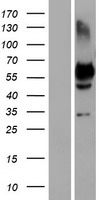 OC90 Human Over-expression Lysates NM_001080399