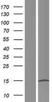 ls729355 tp53tg3b human over expression lysates nm 001099687 wb testing 1