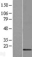 C6orf35 (TMEM242) Human Over-expression Lysates NM_018452