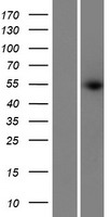 PRAMEF14 Human Over-expression Lysates NM_001024661