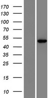 CRPPA Human Over-expression Lysates NM_001101426