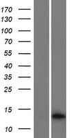 MEF2BNB (BORCS8) Human Over-expression Lysates NM_001145784