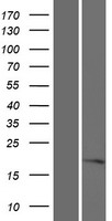 ls730094 mosmo human over expression lysates nm 001164579 wb testing 1