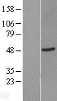 ls730394 gtf2h2c 2 human over expression lysates nm 001042490 wb testing 1