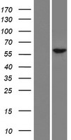ls731220 rfx8 human over expression lysates nm 001145664 wb testing 1