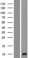 ls768206 prcd human over expression lysates nm 001077620 wb testing 1