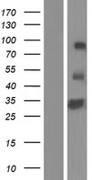 ls768211 rell1 human over expression lysates nm 001085399 wb testing 1
