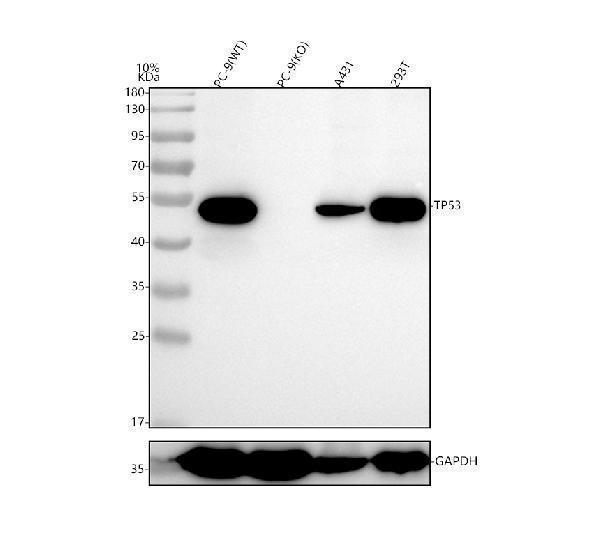 m00001 1 p35 primary antibodies wb testing 1