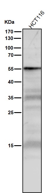 m00001 2 wb9