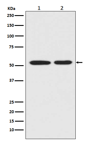m00001 3 wb