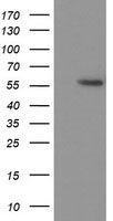 m00001 5 anti p53 tp53 mouse monoclonal antibody clone id oti1d11 wb testing 1