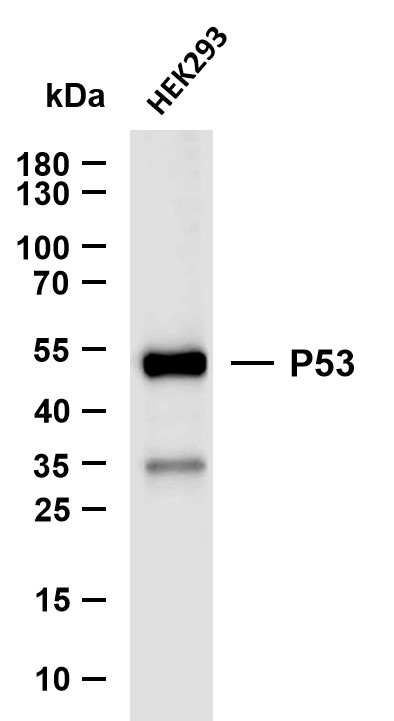 m00001 7 tp53 primary antibodies wb testing 1