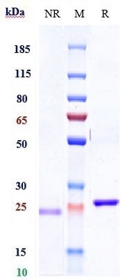 Anti-TNFSF2/TNFa Reference Antibody (licaminlimab) on SDS-PAGE under reducing (R) condition