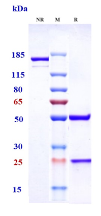Anti-TNFSF2/TNFa Reference Antibody (Epitomics patent anti-TNFalpha) on SDS-PAGE under reducing (R) condition