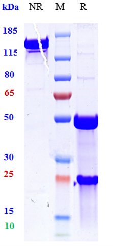 Anti-TNFSF2/TNFa Reference Antibody (ESBA 105) on SDS-PAGE under reducing (R) condition