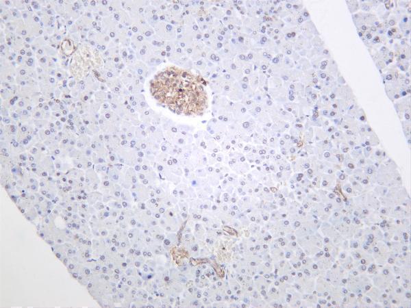 Mouse pancreas was stained with anti-TNF α rabbit antibody