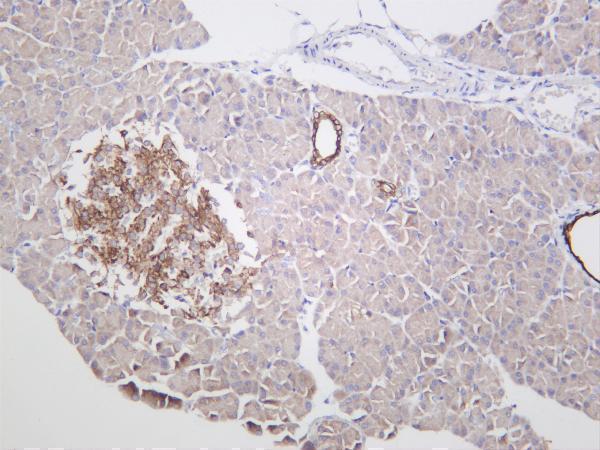 Rat pancreas was stained with anti-TNF α rabbit antibody