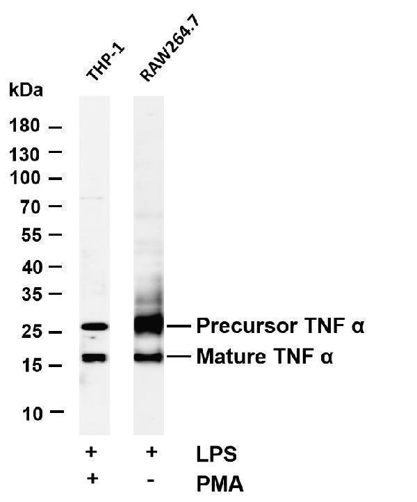 Various whole cell lysates were separated by 4-20% SDS-PAGE, and the membrane was blotted with anti-TNF α antibody