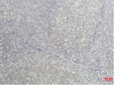 m00002 3 tnf primary antibodies ihc testing 1