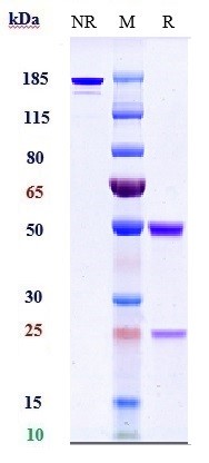 Anti-TNFSF2 / TNFa Reference Antibody (adalimumab) on SDS-PAGE under reducing (R) condition