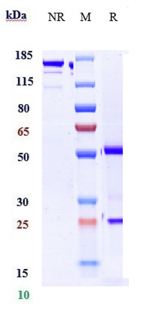 Anti-TNFSF2/TNFa Reference Antibody (golimumab) on SDS-PAGE under reducing (R) condition