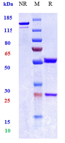 Anti-TNFSF2/TNFa Reference Antibody (hMAK195) on SDS-PAGE under reducing (R) condition