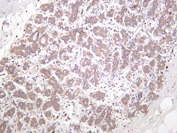 m00003 4 mtor primary antibodies ihc testing 1