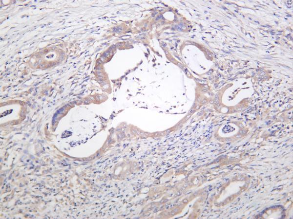 m00003 4 mtor primary antibodies ihc testing 2