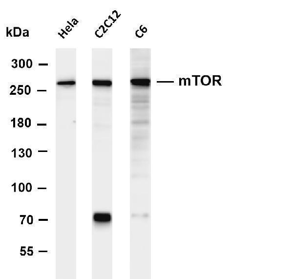 m00003 4 mtor primary antibodies wb testing 1