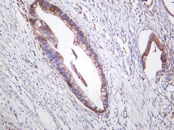 m00003 5 mtor primary antibodies ihc testing 1