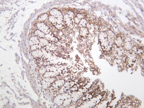 m00003 5 mtor primary antibodies ihc testing 4